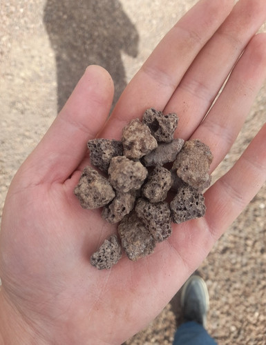 پوکه نخودی معمولی (درجه۲)